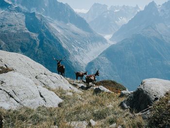 Animals standing on rock against mountains