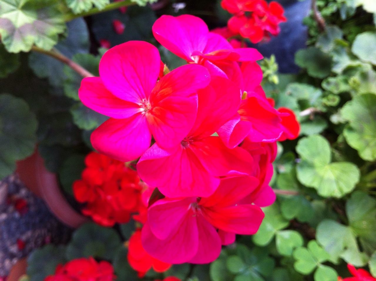 flower, freshness, petal, fragility, growth, pink color, beauty in nature, flower head, close-up, nature, focus on foreground, blooming, in bloom, plant, pink, blossom, day, outdoors, park - man made space, stamen