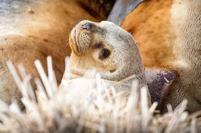 Close-up of animal resting on field