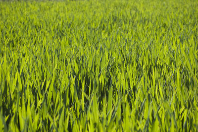 Full frame shot of corn field