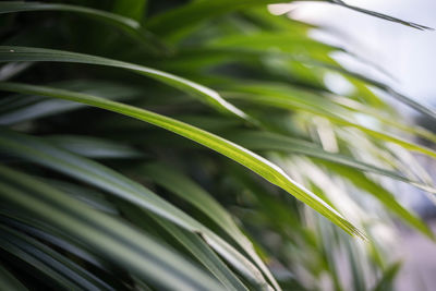 Close-up of plant