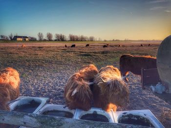 Longhorn cattle in the nature paddock