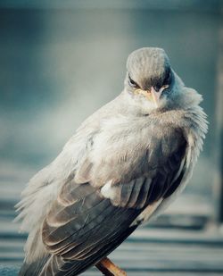 Close-up of owl perching outdoors