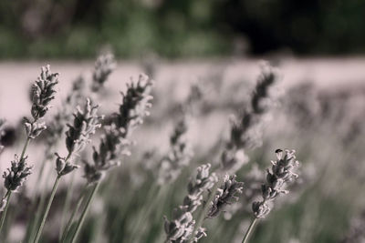 Close-up of flowering plant on field