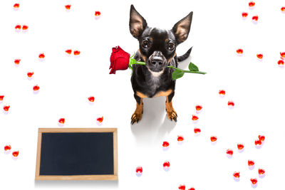 Portrait of black dog against white background