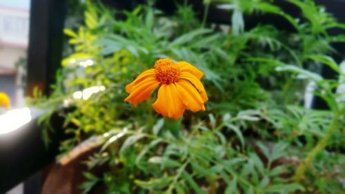 Close-up of yellow flower