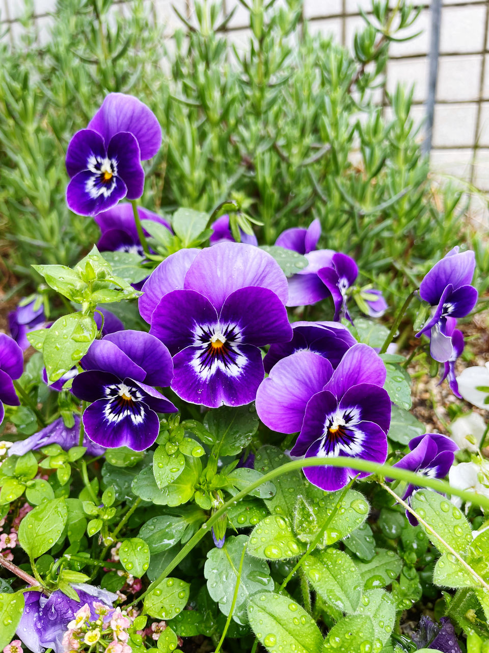 Rainy Day Spring Flowers Springtime Spring Is Coming  Flower Purple Nature