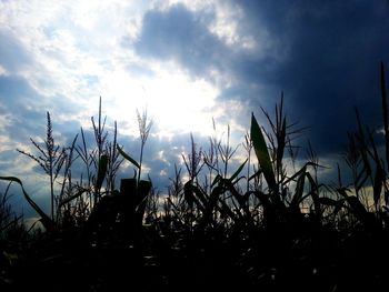 Low angle view of silhouette plants against blue sky