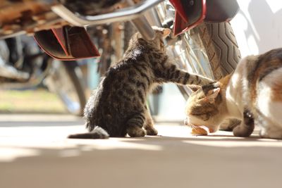 Cat drinking from a horse