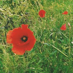 Close-up of red flowers blooming in field