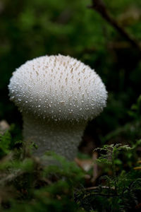 Close-up of mushroom growing in forest