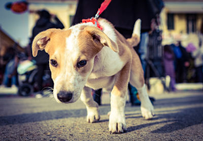 Portrait of dog by street in city