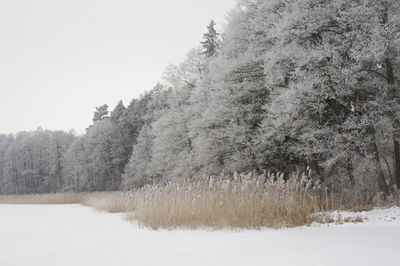 Trees on snow covered landscape