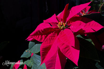 Close-up of pink flowering plant against black background