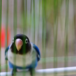 Close-up of bird perching