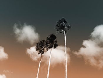 Low angle view of palm tree against sky