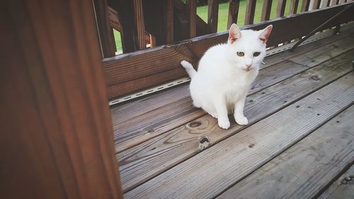 High angle view portrait of white cat