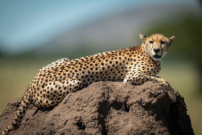 Portrait of cheetah sitting on rock