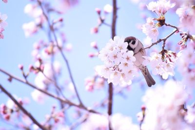 Low angle view of bird perching on flower tree