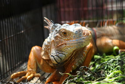 Close-up of lizard in cage at zoo