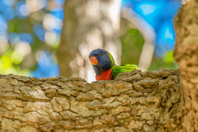 Close-up of bird perching on stone