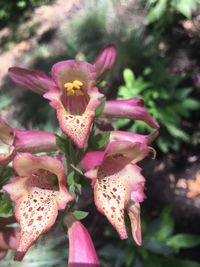 Close-up of pink flower blooming on cactus