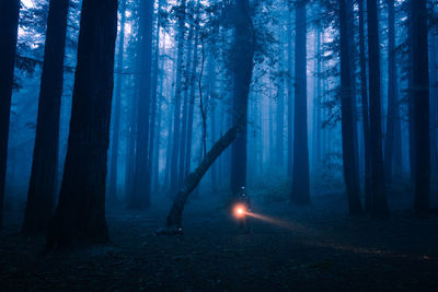 Man with illuminated flashlight standing in forest at night