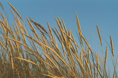 Close-up of stalks against clear blue sky