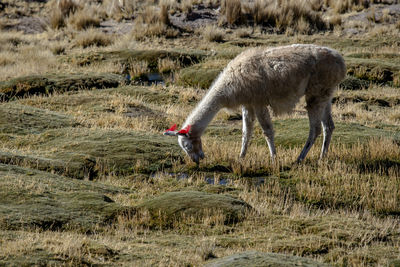 Sheep grazing on field