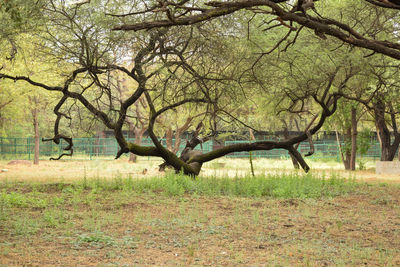 Bare tree on field