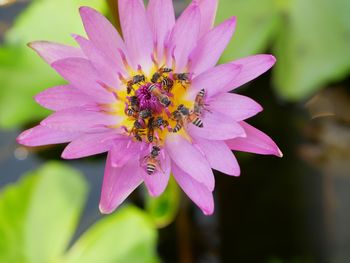 Close-up of bee pollinating on purple flower