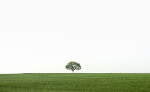 Tree on field against clear sky