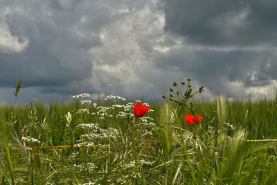 Red poppy flowers on field against sky