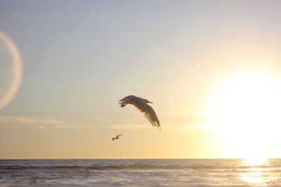 Bird flying over sea against sky during sunset