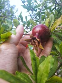 Close-up of hand holding leaves