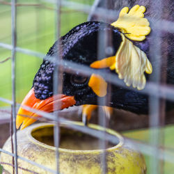 Close-up of fish in cage