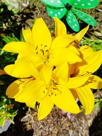 Close-up of insect on yellow flower