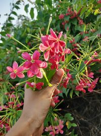 Close-up of hand holding pink flowering plants
