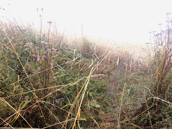 Plants growing on field against sky
