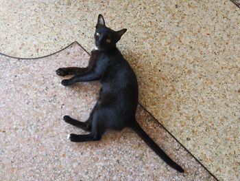 High angle view of black cat sitting outdoors