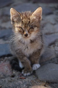 Portrait of cat sitting outdoors