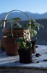 Close-up of potted plant