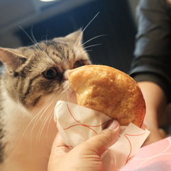 Midsection of person holding cat