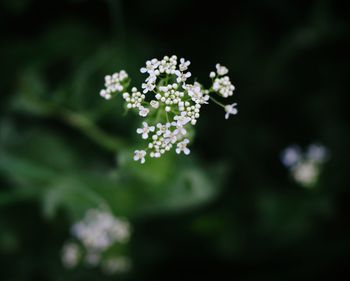 Close-up of white flowers
