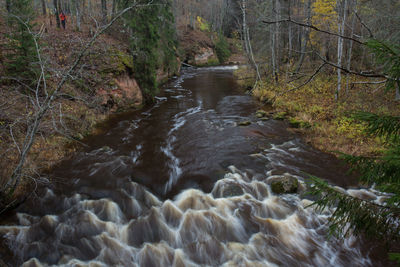 Stream flowing in forest
