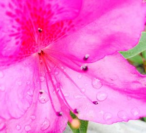 Close-up of pink flower