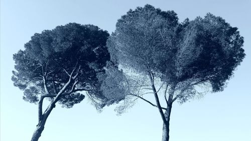 Low angle view of bare tree against clear sky