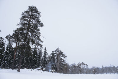 Trees against clear sky during winter