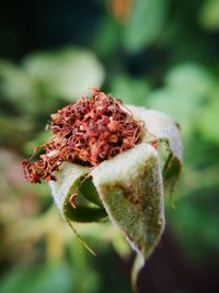 Close-up of wilted flower