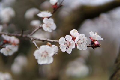 Close-up of white cherry blossom tree